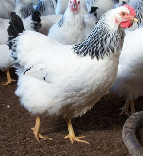 columbian rock cross hen|columbian rock frozen chickens.